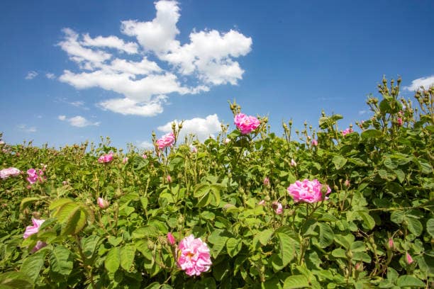 تصویر 4 از گل محمدی خشک شده برای تزئین محیط و رایحه دلنشین
